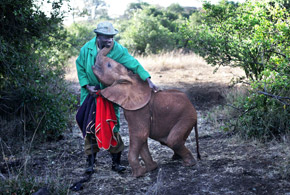 Elephant Orphan with Keeper