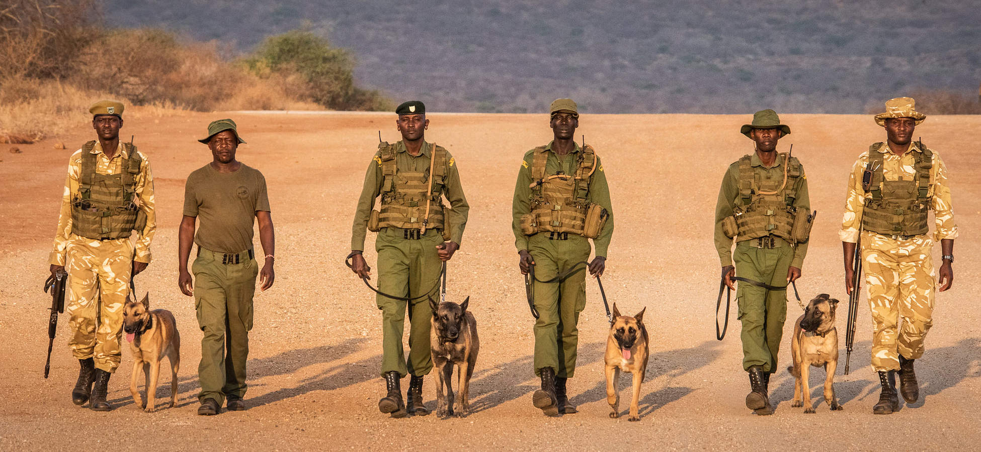 Dogs of dswt