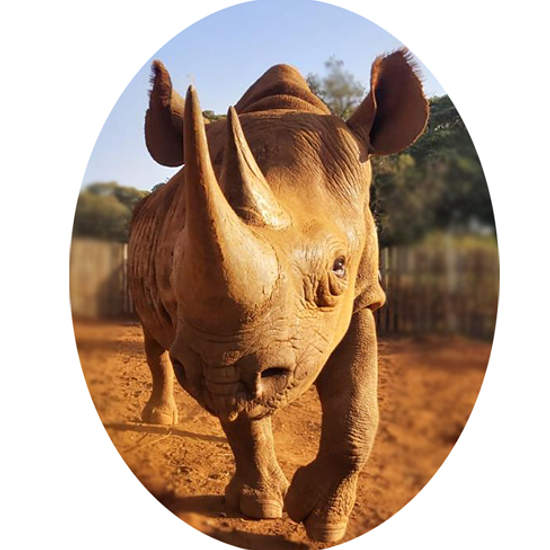 About Black Rhinos | Black Rhino Conservation