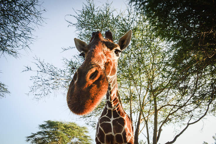 Girafe Assiette à dîner en fibre de bambou Motif girafe 