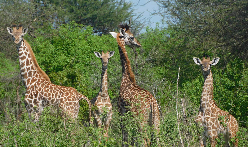 About Giraffes | Giraffe Conservation & Protection