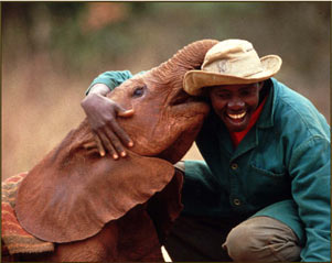 Adopt an Orphaned Elephant