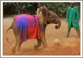 Lesanju playing