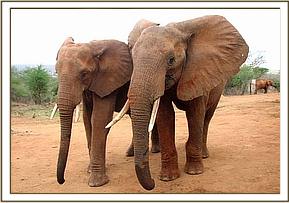 Laikipia & Uaso at stkd