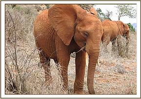 mpala