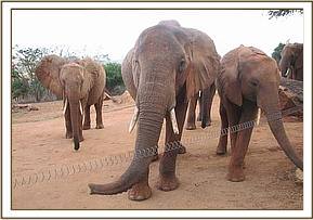Aitongs left tusk is broken