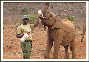 Lesanju milk feeding