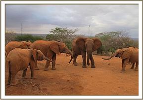Siria left and Shimba right greet Mpala