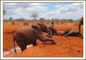 Lesanju coming out of the mudbath
