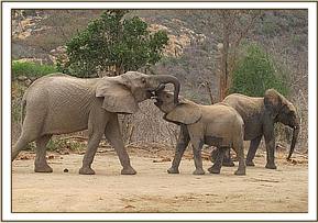 Sabachi strength testing with Sunyei