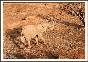 Orwa playing with a stick in the air