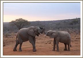 Madiba with Orwa