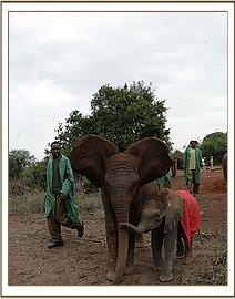 Lempaute and Kimana