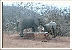 Wild bull in love wiht Kina