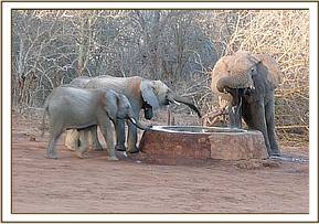 Yatta and her group with a wild elephant