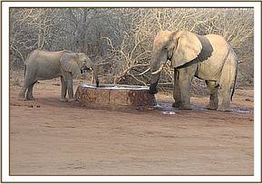Kinna & the wild elephant