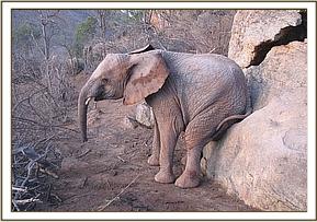 Lualeni scratching
