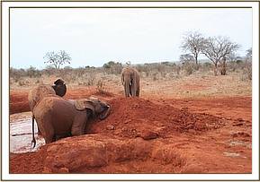 Lesanju leading the others in the mudbath