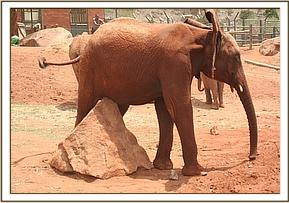 Lesanju scratching against a rock