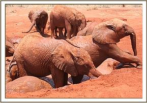 Lempaute sitting on Mzima's stomach