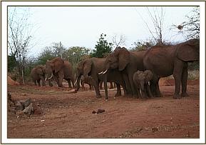 Emily with wild group