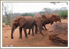 Mpala left with the second wild group