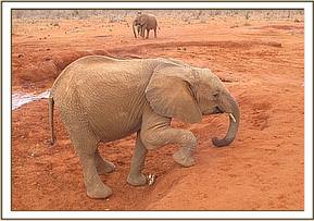 Lempaute digging for soil dusting