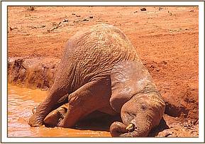 Sinya enjoying a bath