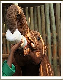 Orwa shows his tusks