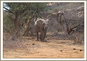 Lualeni coming from the bush