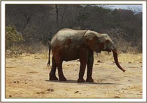Lualeni after a mudbath