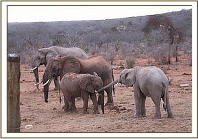 Orwa talking to wild calf