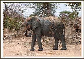Taita scratching with a stick