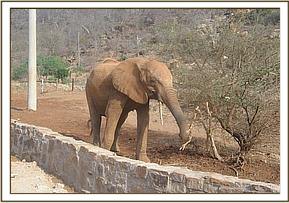 Lempaute feasting on acacia near the stockade