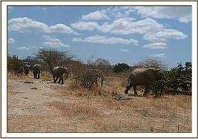 Yatta leading the orphans home