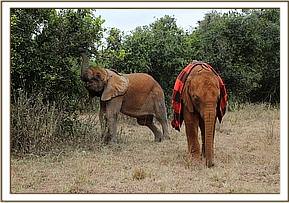 Luggard and Ambo