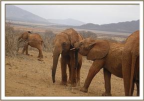 Arruba suckling on Suswa's ear