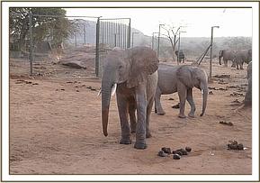 Orwa and Kamok at the stockades