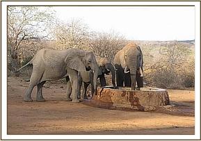 Nasalot, Napasha & wild elephant taking water