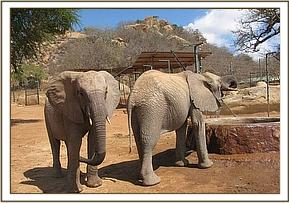 Naserian & Kora