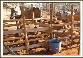 Kinna, Yatta & Nasalot greet the new calves