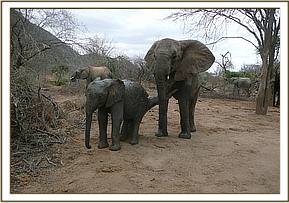 Kilaguni and Nasalot scratching