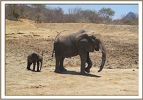 Mwende and Mulika arrive at the mudbath