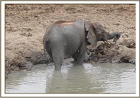 Sunyei in the mudbath