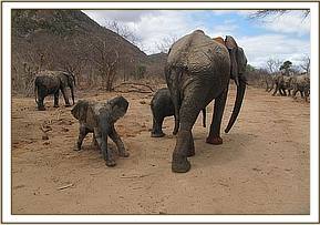 Yetu scratching