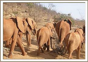 Lesanju leading the orphans to browse