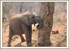Ukame peeling bark