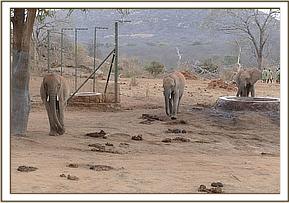 Orwa, Vuria and Bomani in the stockade compound