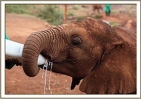 Orwa having milk