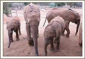 Mudanda, Dabassa, Panda and Lesanju